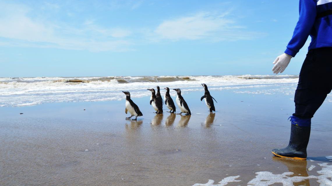 Fauna marina La Fundación Mundo Marino rehabilitó y devolvió al mar a 7 pingüinos