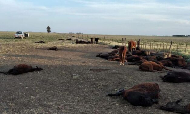 Pérdida millonaria Tragedia en Puan: por un descuido, se le murieron de sed 150 vacas