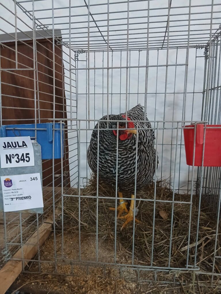 jaula1