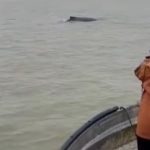 ballenas