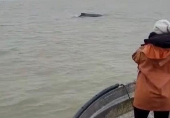 ballenas