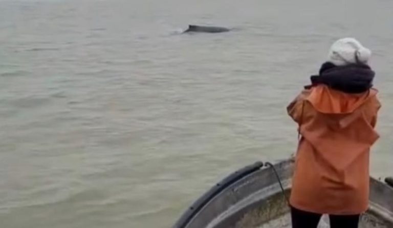 ballenas